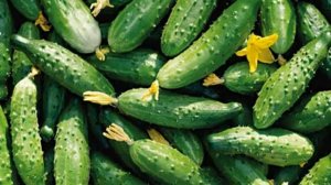 купить семена огурцов ф1+