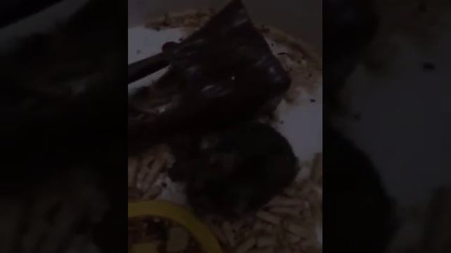 Джунгарский хомяк 🐹🐾🐾Самый лучший и милый хомяк в мире! 🐹🐾🐾Мой Пушок! смотреть онлайн