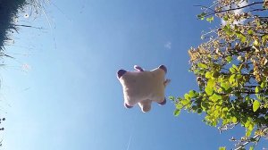 The Proximity of A Plush Unicorn