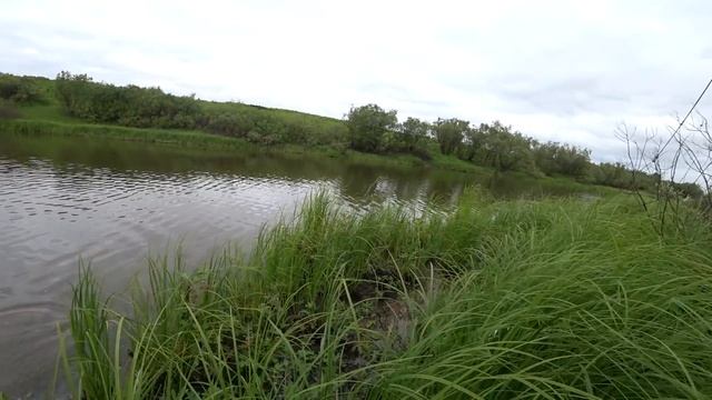 Не ожидал, что в этом болоте полно рыбы!!! ЩУКИ ХОТЬ МЕШОК ЛОВИ! смотреть онлайн