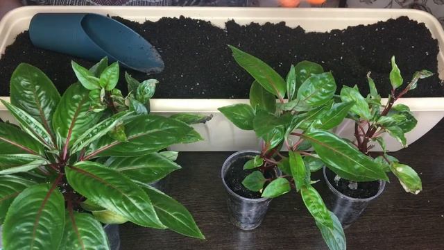 Пересадка подросших бальзаминов. смотреть онлайн