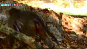 Monkey Rose Want To Playing With Baby Monkey Astra