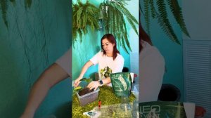 Пересадка филодендрона Бурле Маркс