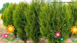 Туя западная Латвия. Краткий обзор, описание характеристик thuja occidentalis Latvia