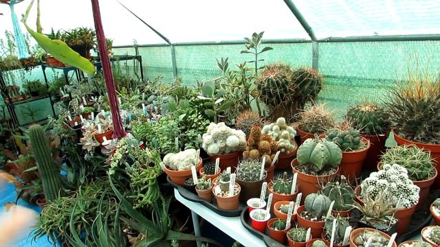 Overwintering VLOG 1 - Cactus Seedlings смотреть онлайн