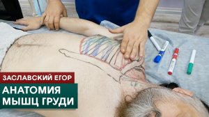 Анатомия мышц груди. Заславский Егор