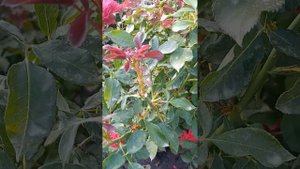 Роза Боттичелли 31.07.22.Розы в моем саду.