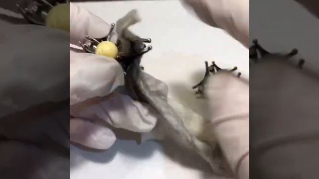 Янтарь! Как его чистить? смотреть онлайн