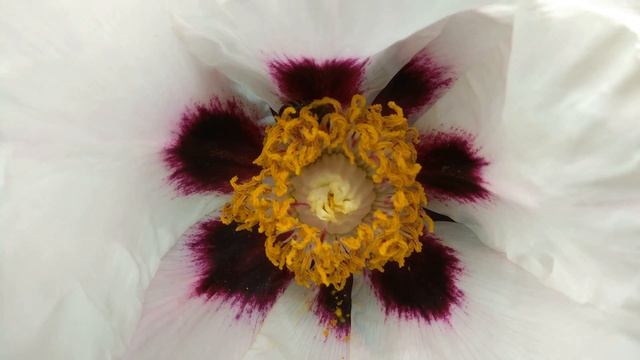 ПИОН древовидный (белый цветок пиона) Tree Peony Flowers