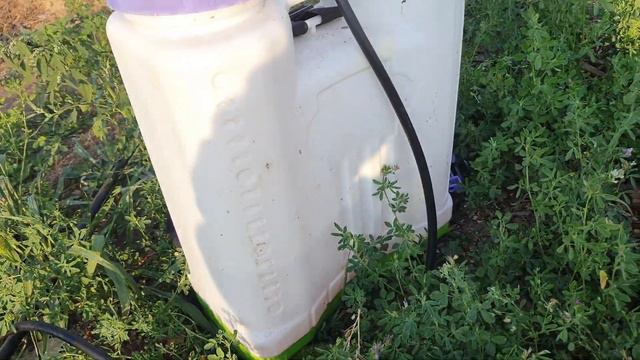 Внесение микроэлементов для голубики смотреть онлайн