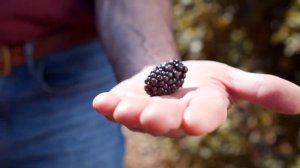 Эта ягода - черное золото! ЕЖЕВИКА: польза и применение