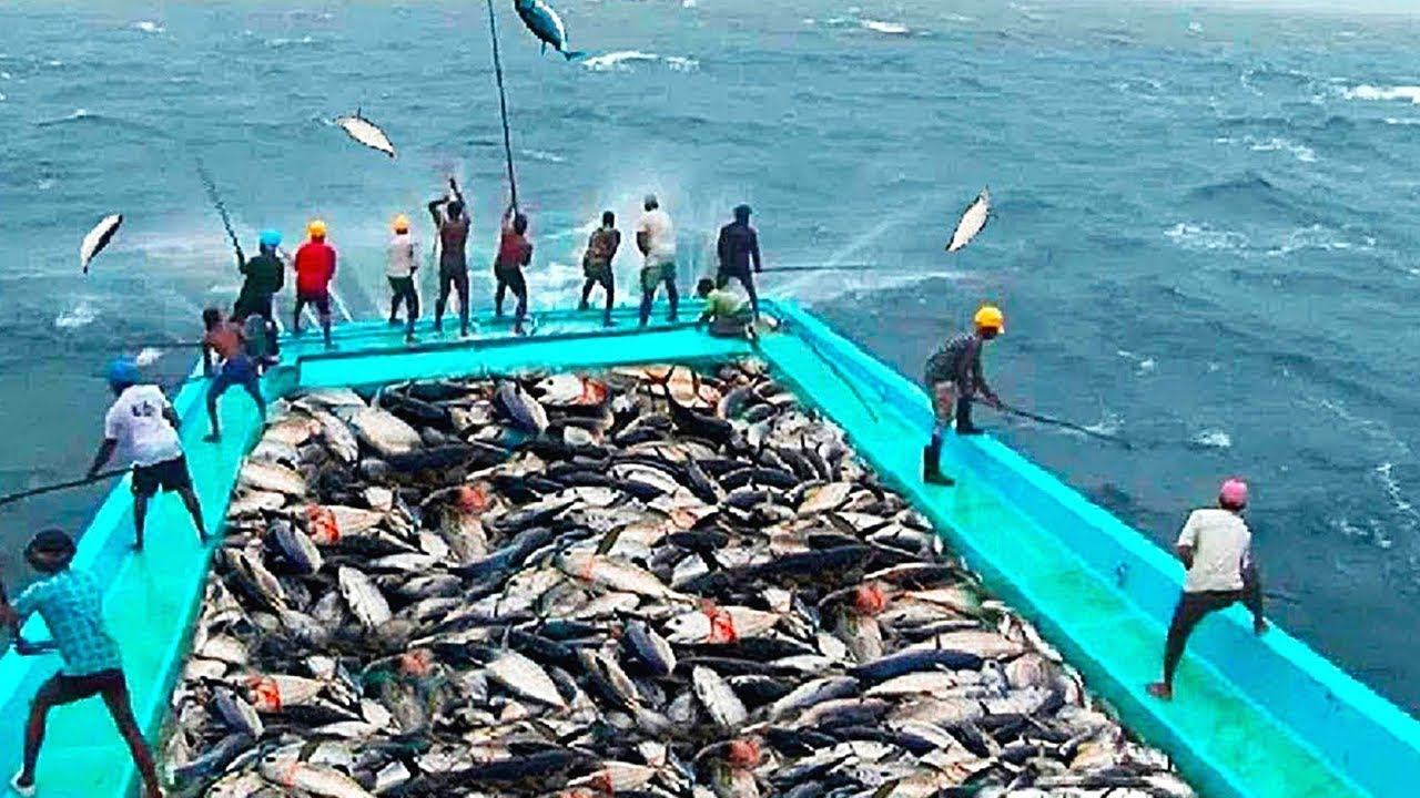 ловля тунца в открытом море