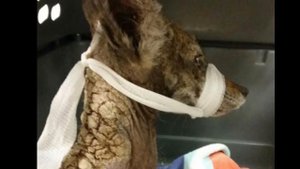 Женщина думала, что нашла брошенную и ослабевшую «собаку», но это оказалась далеко не собака