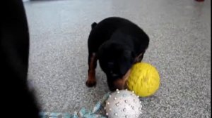 Щенки цвергпинчера 5 недель