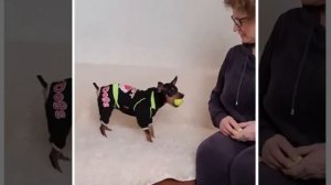 Пражский Крысарик - Умная собака