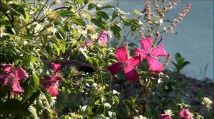 Clematis William Kennett 1