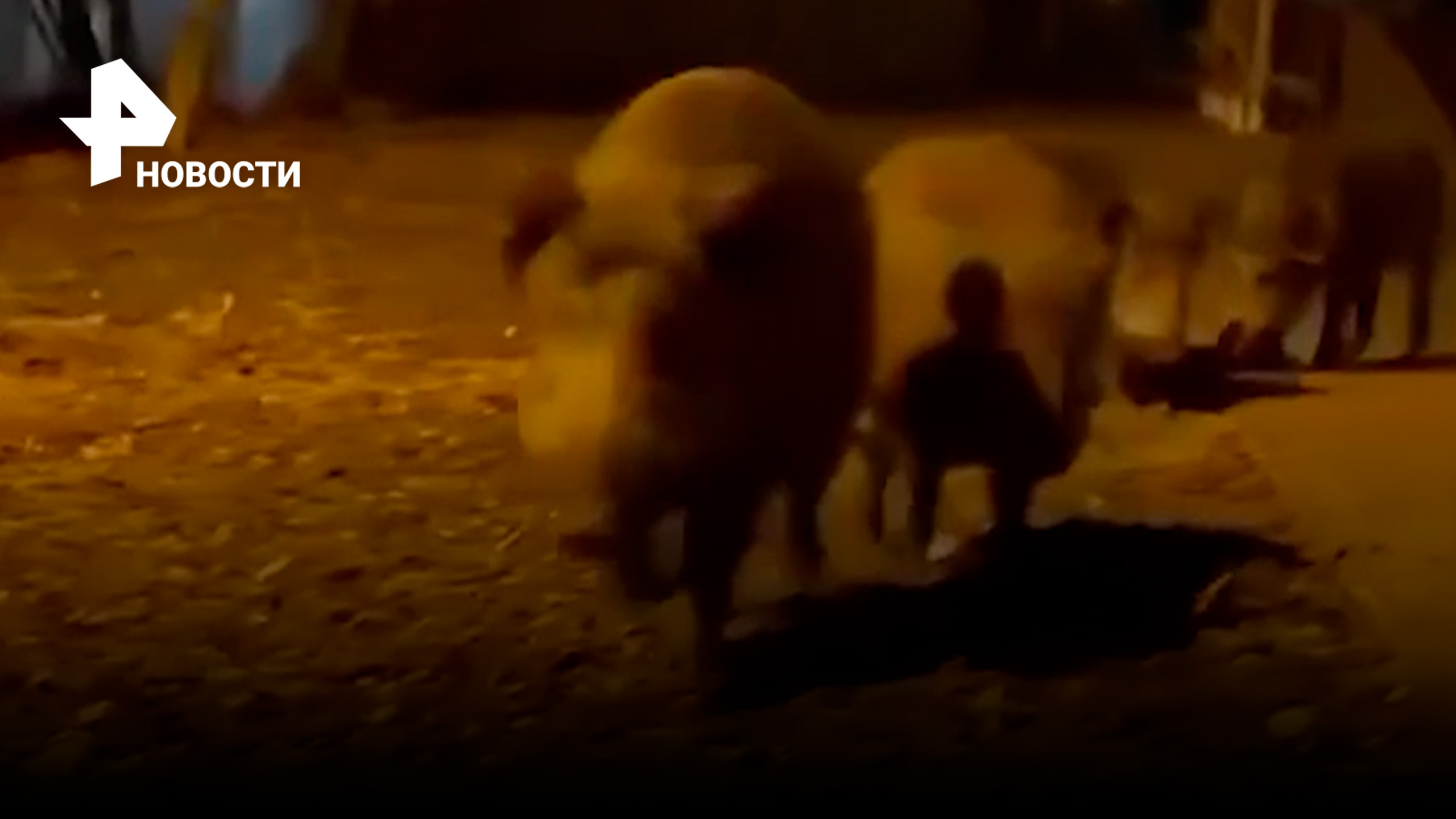 Ну и свиньи: дикие кабаны знатно разворошили мусорку в Мытищах