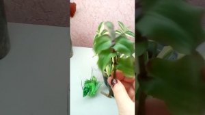 Традесканции Жёлтый холм, конгеста ,нанук , застенчивая ?13.11.2023 ??