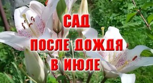 Обзор сада после дождя в июле
