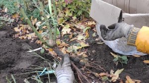 Посадка роз глубокой осенью. Можно еще садить или поздно все же для посадки роз?