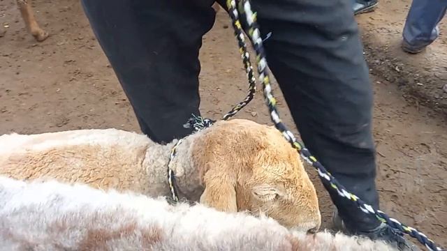 ОПТИМ БОЗОРИ ХУДЖАНД МОЛБОЗОРИ ХУЧАНД