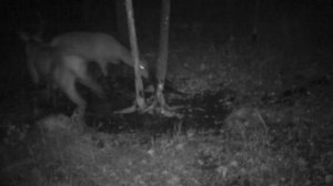 Изюбрь с изюбрихой на солонце во время гона