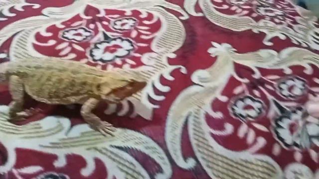 Покормил любимую рептилию ей было вкусно 👍 укусы рептилий! больно! страшно! опасно! смотреть онлайн