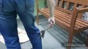 Сахарный поссум!