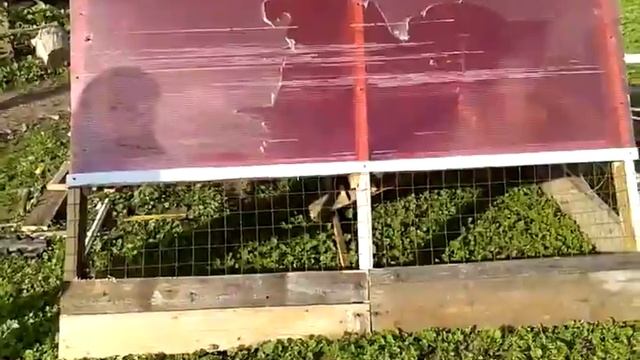 Летний переносной домик для цыплят смотреть онлайн