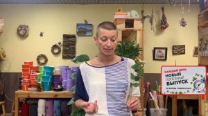 Гиперикум - что за чудо ягодки в букете?