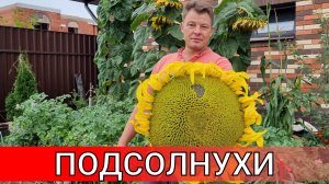 как я вырастил гигантский подсолнух по ошибке