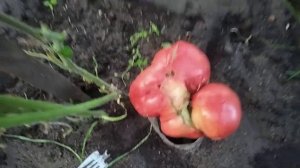 Томат ,,Розовый мёд" Помидор из кучерявого цветка