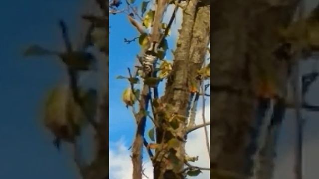 Большой пестрый дятел . смотреть онлайн