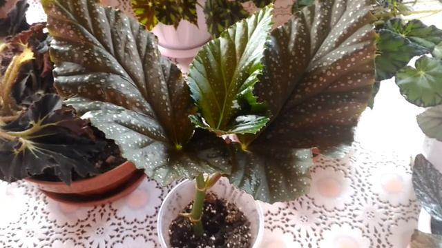 Комнатные растения?все мои декоративно лиственные  бегонии☘️?