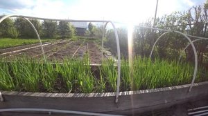 ЛУК-батун. Спросили-отвечаю.