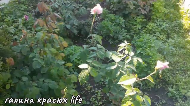 Цветущие кустарники для сада-вейгела. мои петунии после ливня⛈ смотреть онлайн