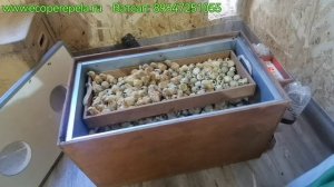 Забыл закрыть инкубатор БЛИЦ на 7 часов, что теперь вылупиться?