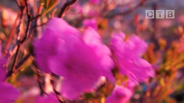 Закрываем сезон съёмок рододендрона остроконечного видеороликом | Rhododendron