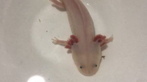 Аксолотль меняет цвет в воде и на суше. #аксолотль #minecraft #axolotlminecraft #хейтерампривет