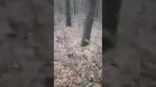 Боровая матка