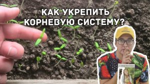 Как укрепить корневую систему рассады?