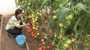 Урожай томатов в природном земледелии