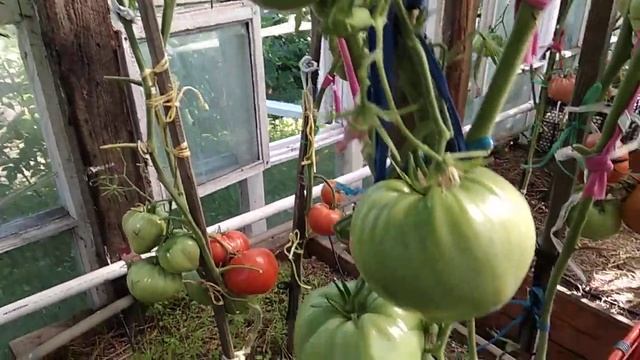 Обзор коллекционных сортов томатов, Двухцветный ананас и Ванский розовый. смотреть онлайн