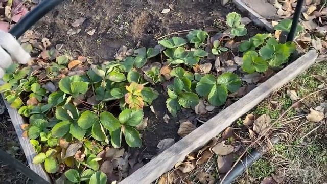 Розы землянику малину отправляем в зиму смотреть онлайн