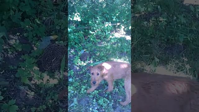 Ирландский терьер и ёжик (Irish Terrier and hedgehog) смотреть онлайн
