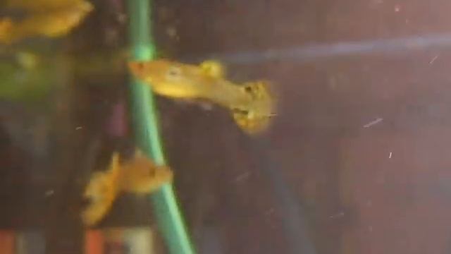 Гуппи Кобра зеленая.avi смотреть онлайн