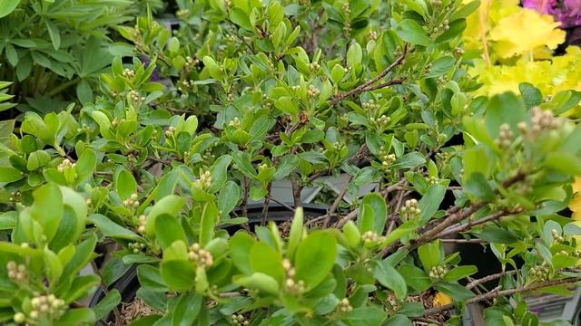 Aronia Ground Hug™// A TOUGH, NATIVE? groundcover shrub from Proven Winners® ColorChoice® Shrubs смотреть онлайн