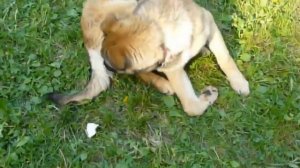 Чумачеча. Собака кусает себя за лапу и хвост // Dog bites it own leg and tail