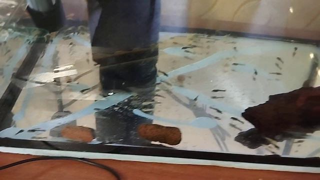 Креветки корм для рыб. Едят все. смотреть онлайн