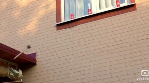 Морковь про. Проникли в дом миллионера. Обзор.